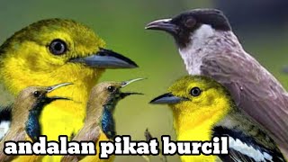 suara pikat semua jenis burung kecil susah turun pake suara burcil ribut langsung lengket Anti zoonk