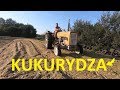 Akcja Kukurydza 2019 /Kiszonka/ Moja C-360 zagęszcza