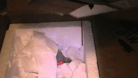 davidsfinegeckos unboxing