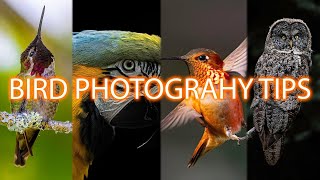 Incredible Bird Photography! 20 TIPS for better shots!