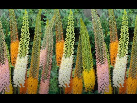 Foxtail Lily - Desert Candles -Eremurus elwesii Flower