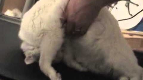 Lazy cat on a Treadmill