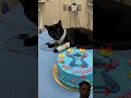 #happybirthday #funny #aiandcats #aicats #kitten #animalintelligence #cute #cat #cake