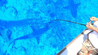 船のすぐ下にサメが見える場所で釣り【水槽に入れる魚を捕獲 #1】