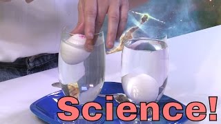 Physics Experiment with Density  Floating Eggs!  Learn about buoyancy, why things float, and more!