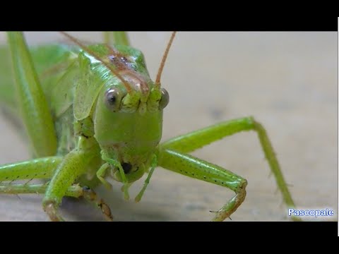 Vidéo: Qu'est-ce qu'une sauterelle jaune ?