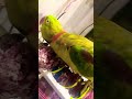 Parrot Talkingparot Nonstoptalkingparrot Funny Mithukibatain Comedy Talkcuteanimals Birds Parrot Talkingparot Nonstoptalkingparrot Funny Mithukibatain Comedy Talkcuteanimals Birds