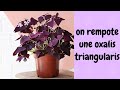 Je rempote mon oxalis triangularis avec vous