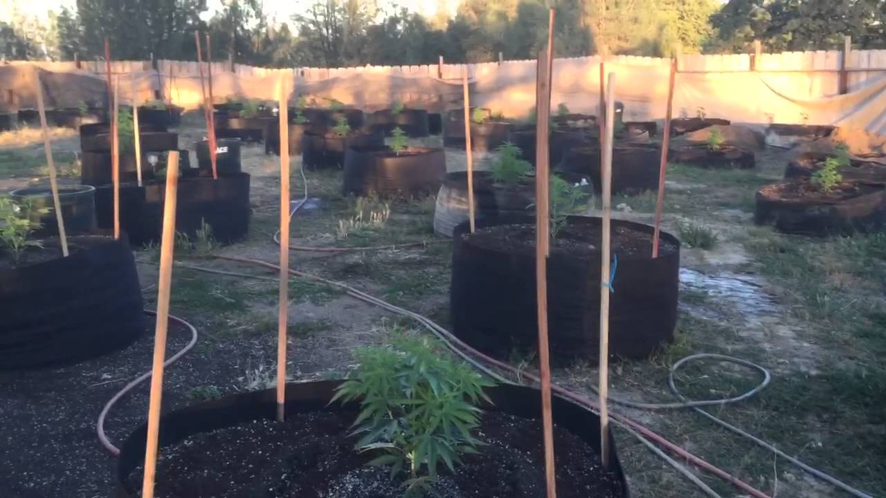 Blue cheese, 5gblue, blue dream outdoor grow 2015 YouTube