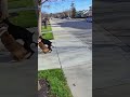 High Speed Pitbull Charge Ends in Violent Three Dog Street Fight #viral #pitbull #crazy #short
