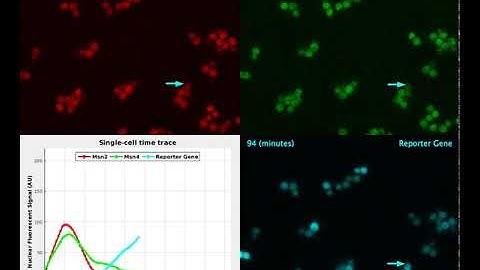 Combinatorial gene regulation