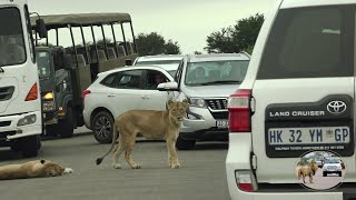 Lioness Nearly Killed In Traffic Jam Kruger National Park