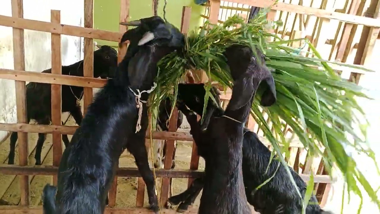 ஆட்டுக்குட்டி பயனுள்ள வீடியோக்கள் 🐐🐐🌲🌹🌹🌹