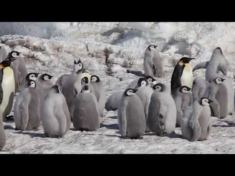 Como é a vida dos filhotes de pinguins imperadores
