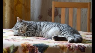 Мой кот показал, что готов прокормить всю нашу семью: меня, себя и собаку Мой кот показал, что готов прокормить всю нашу семью: меня, себя и собаку