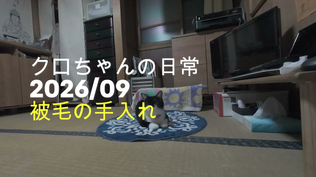 クロちゃんの抜け毛 クロちゃんの日常 被毛の手入れ DJI Osmo Action 4 - YouTube