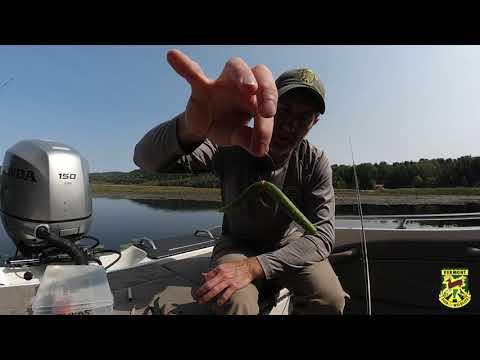 Wacky Rigging a Senko with an O-Ring, Fishing Lure Tutorial 