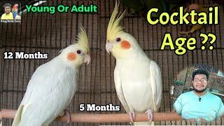 How to know cocktail parrot age | cockatiel age identification | Cocktail male and female difference