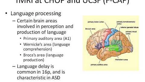 Simons VIP Webinar Series: Functional Magnetic Res...