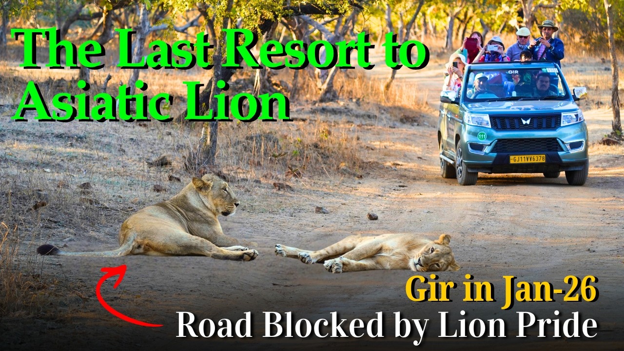The Last Resort of Asiatic Lion:- Gir National Park EP 01 | Road Blocked by Lion Pride | 4K
