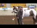 PHAA National Championship Show 2013  - Grand Champion Gelding