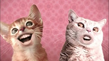 Preview 2 Numa Cat Effects Round 2