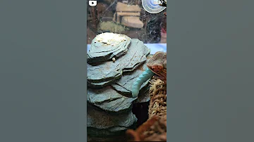 VID 110100727 080744 188 