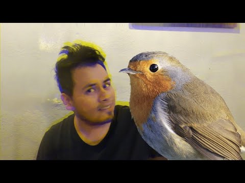 El pajarillo 🐦 una historia real 💩