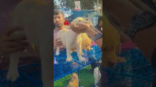 Kolkata's INSANE 🤨 Pet Market Tour | 😍Lowest price ..#pets #puppy #dog #cat #kolkata #petlover