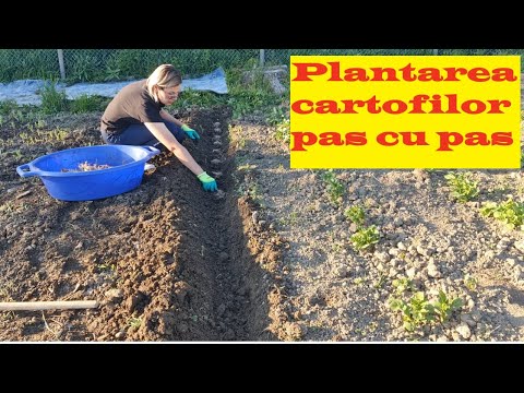 Plantarea cartofilor pas cu pas. Sfaturi pentru recolte bogate de cartofi🥔🥔🥔