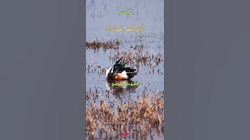 سورة الشرح من القارئ مشاري العفاسي برواية حفص عن عاصم - مرتل