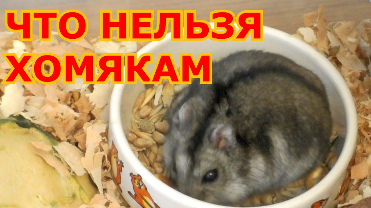 Изюм хомяку