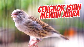 Cengkok Isian Mewah Favorite Juri Masteran Kenari Isian Blackthroat Gacor Suara Jernih Merdu