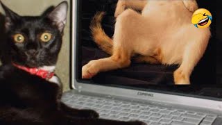 Funniest Cats and Dogs 🐱🐶 - Funny Animals 🤣 #30