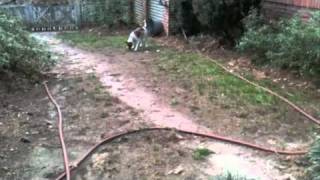 Radar and the Bumble bee
