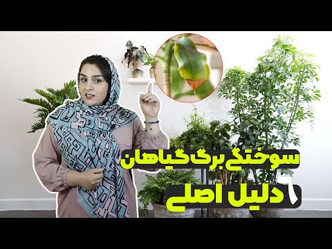 تصویری: چرا گیاهان آپارتمانی قهوه ای می شوند - دلایل قهوه ای شدن برگ های گیاهان آپارتمانی