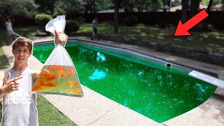 RESCUING TONS OF GOLDFISH OUT OF BACKYARD POOL?!?!