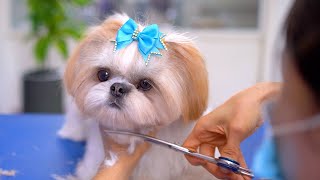 FIRST HAIRCUT!!! She became a baby!!✂️❤️🐶 by Tosa Bebe Pet 11 days ago 5 minutes, 4 seconds 30,278 views