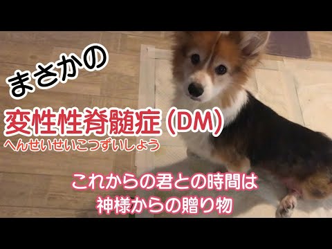 ❤︎【下半身麻痺】【変性性脊髄症】【DM】先住犬コーギーの治療法のない病気と向き合う...愛犬はいつまでも元気ではないと言う介助の覚悟を！これからの君との時間は神様からの大切なプレゼント♪File.1