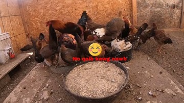 Mus pub qaib 071 pub qaib thiab saib nraj