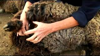 The Difference Between Ewes & Rams