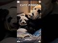 Funny moments with baby pandas #panda #trending #cute #cutepanda