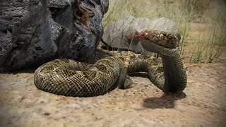 First Aid - Snake Bites Training