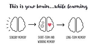 How The Brain Processes New Information