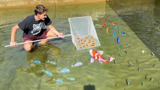 NETTING 1000s OF FISH IN MASSIVE BREEDING POND !