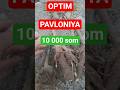 OPTIM PAVLONIYA  10 000 SO‘M #pavloniya #flower #garden #gullar