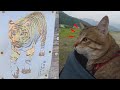 川へ行き指名手配され、すごい寝相で寝る猫小鉄