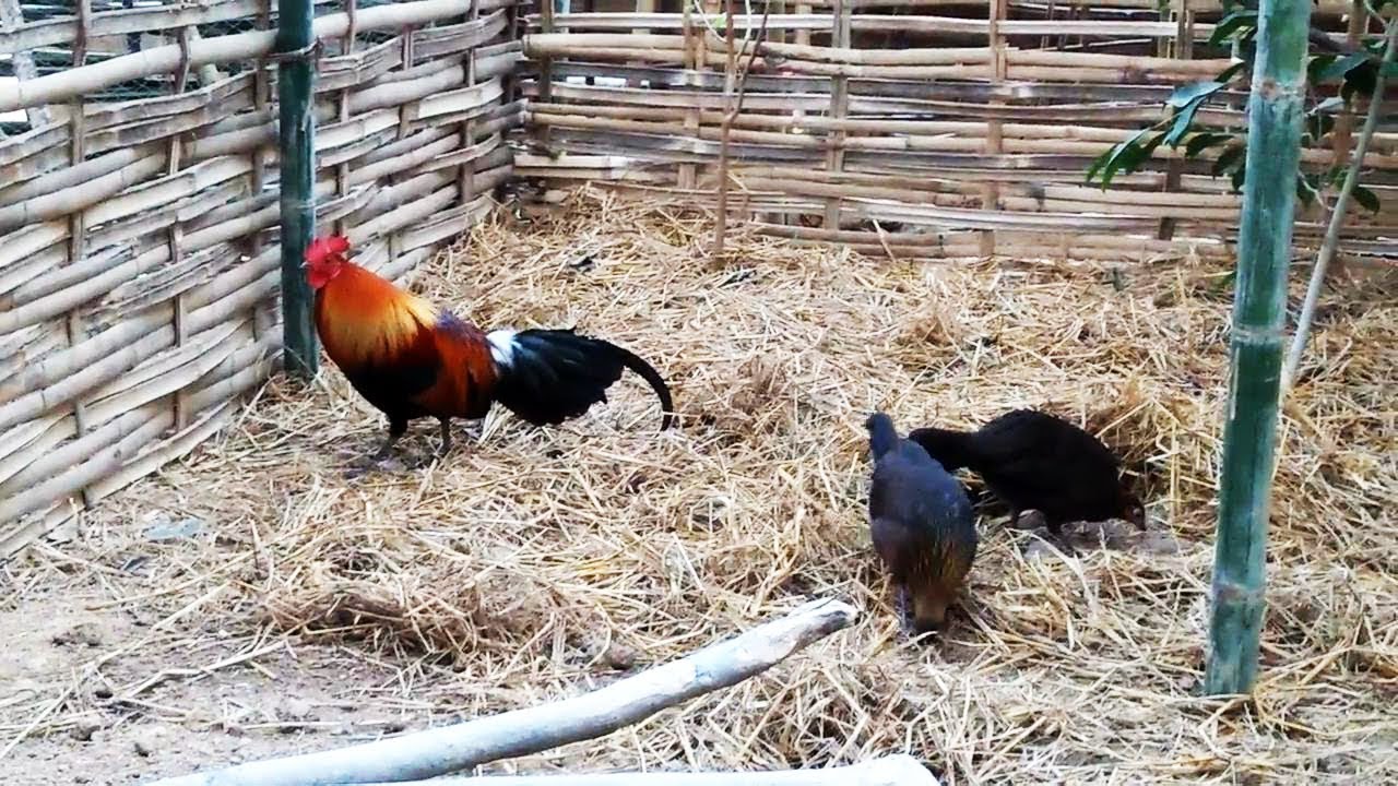 LIAT CARA BETERNAK AYAM HUTAN HASIL PIKAT DI ALAM LIAR 