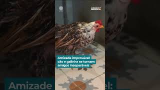 Amizade improvável: cão e galinha se tornam amigos inseparáveis #DomingoEspetacular #shorts