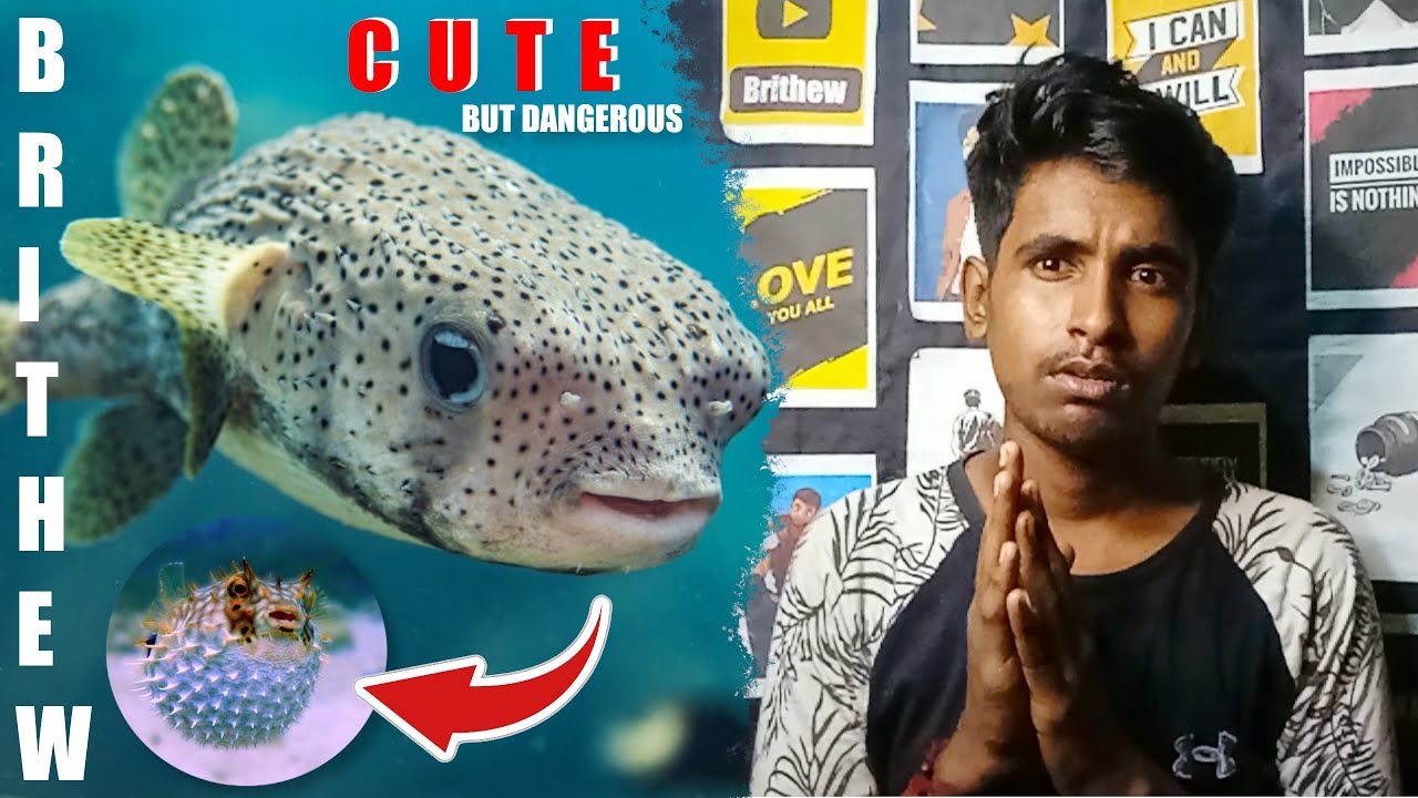 puffer-fish-tamil-dangerous-fish-don-t-try-it-naan-ungal